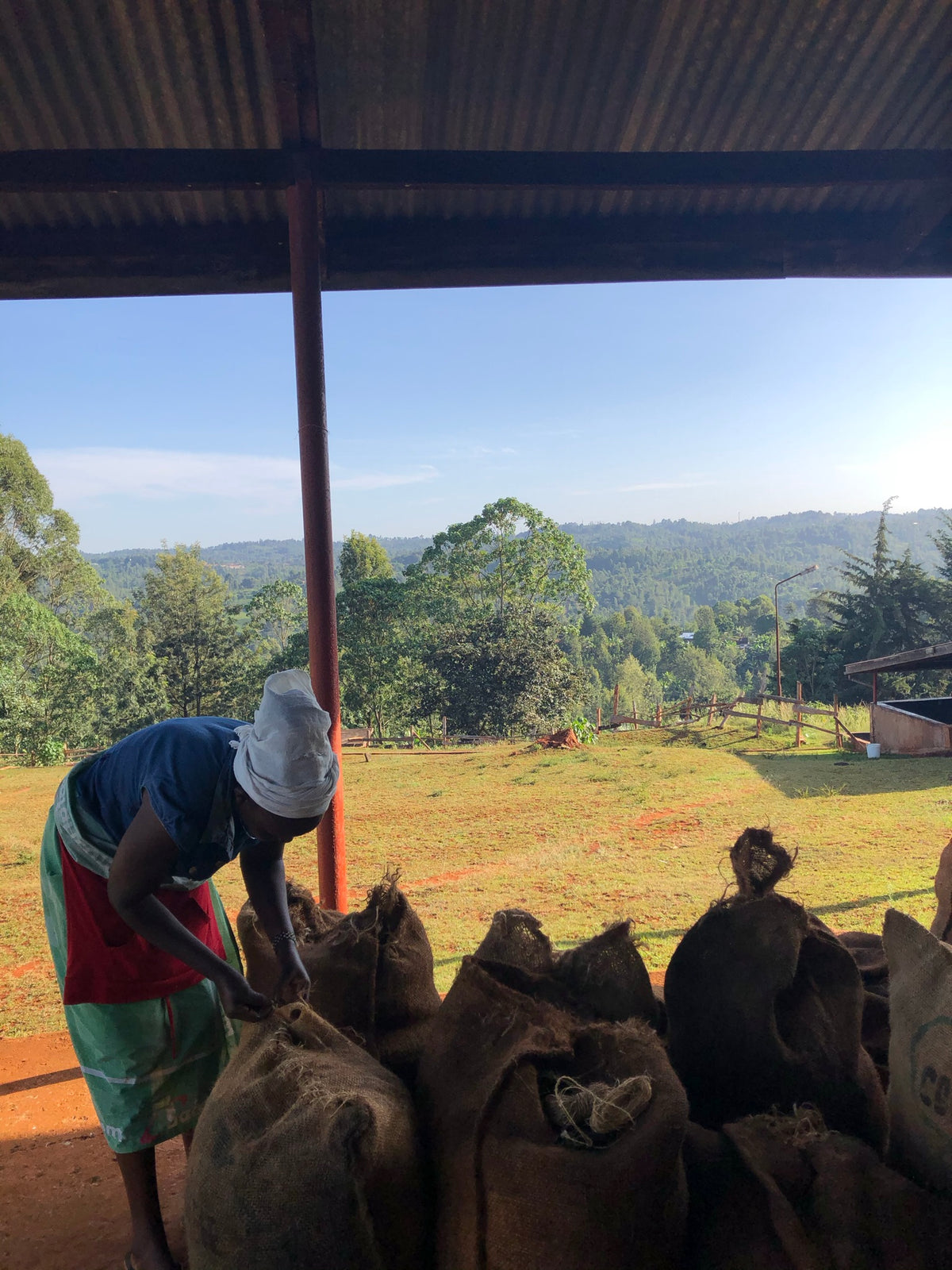 Kaffeesäcke werden verschlossen, Plantage Nyeri