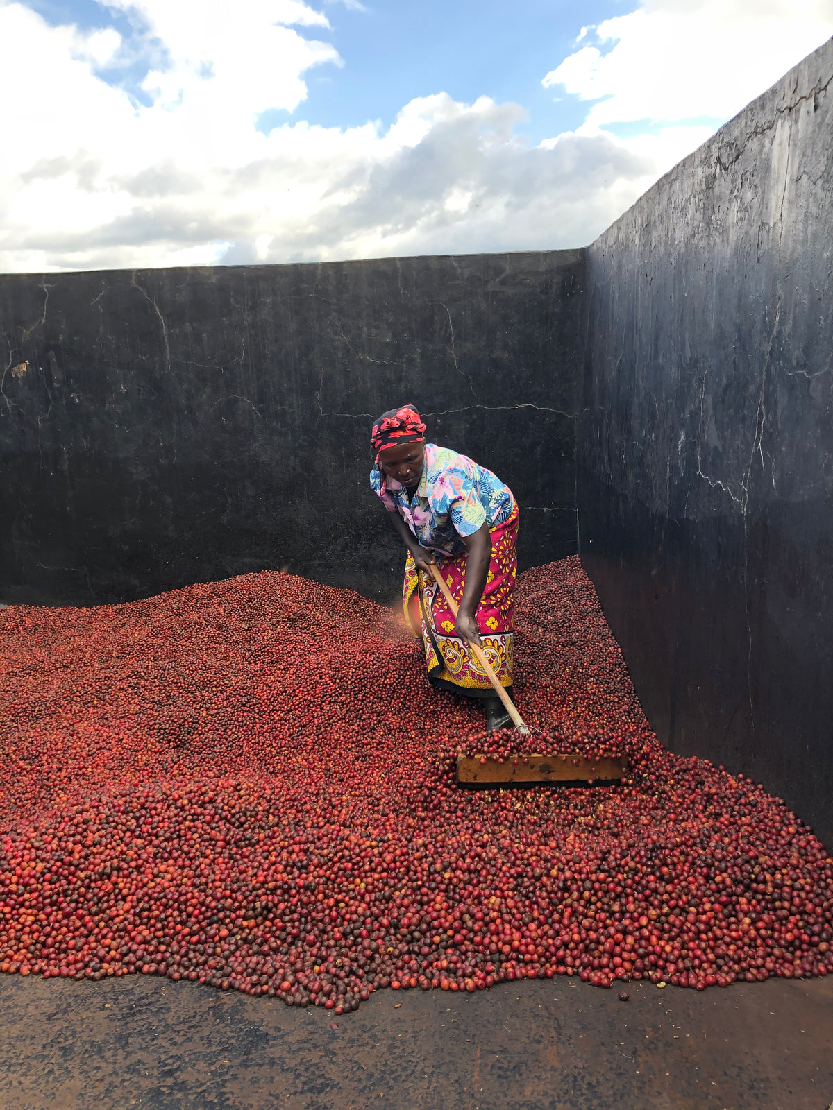 Verarbeitung Kaffeekirschen