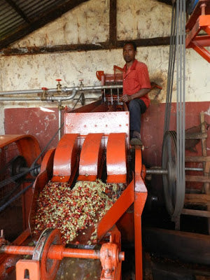 Nyeri - Kenia - Filterkaffee - PROJEKTKAFFEE