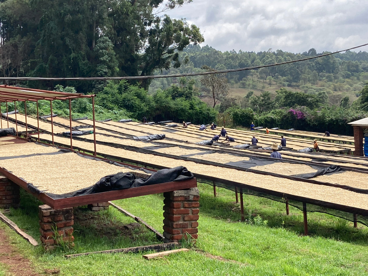 Kaffee auf den dry beds in Tansania auf der Ngila Farm