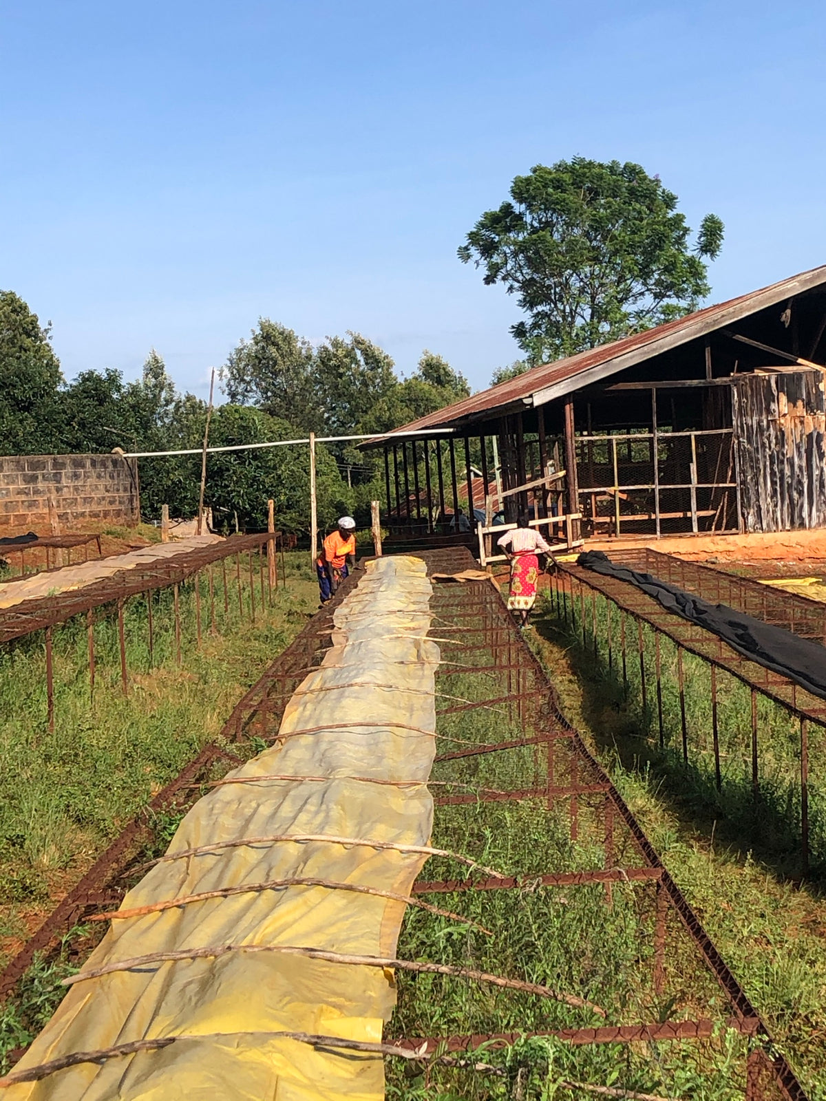 Nyeri - Kenia - Filterkaffee - PROJEKTKAFFEE