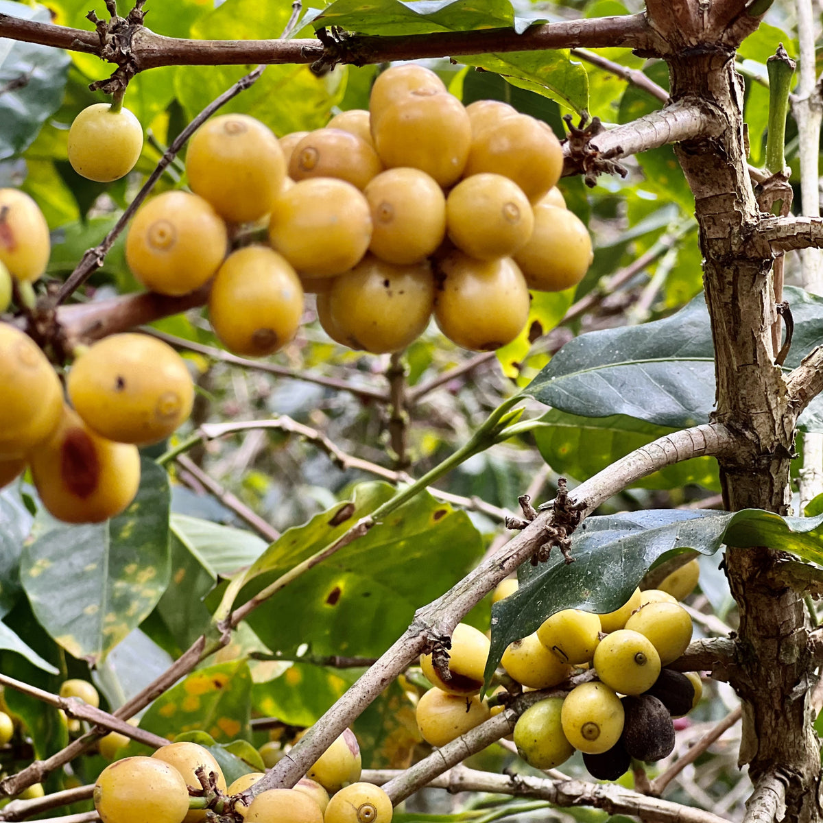 gelbe Catuai Kaffeekirschen an der Kaffeepflanze